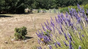 Ein trockenes Feld mit Lavendelstauden im Vordergrund und ein eingezäunter Bereich mit Bäumen im Hintergrund.