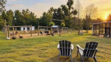 A grassy outdoor area with two Adirondack chairs, a small building, and a fenced area with animals.