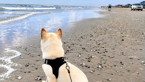 Ein Hund an der Leine auf einem sandigen Strand mit dem Meer im Hintergrund.