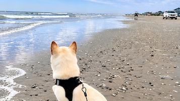 A dog on a leash on a sandy beach with the ocean in the background.