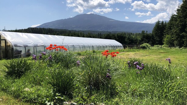 A greenhouse with a transparent roof, surrounded by a lush green field with various wildflowers. - Misty Haven Farm (Ladysmith)