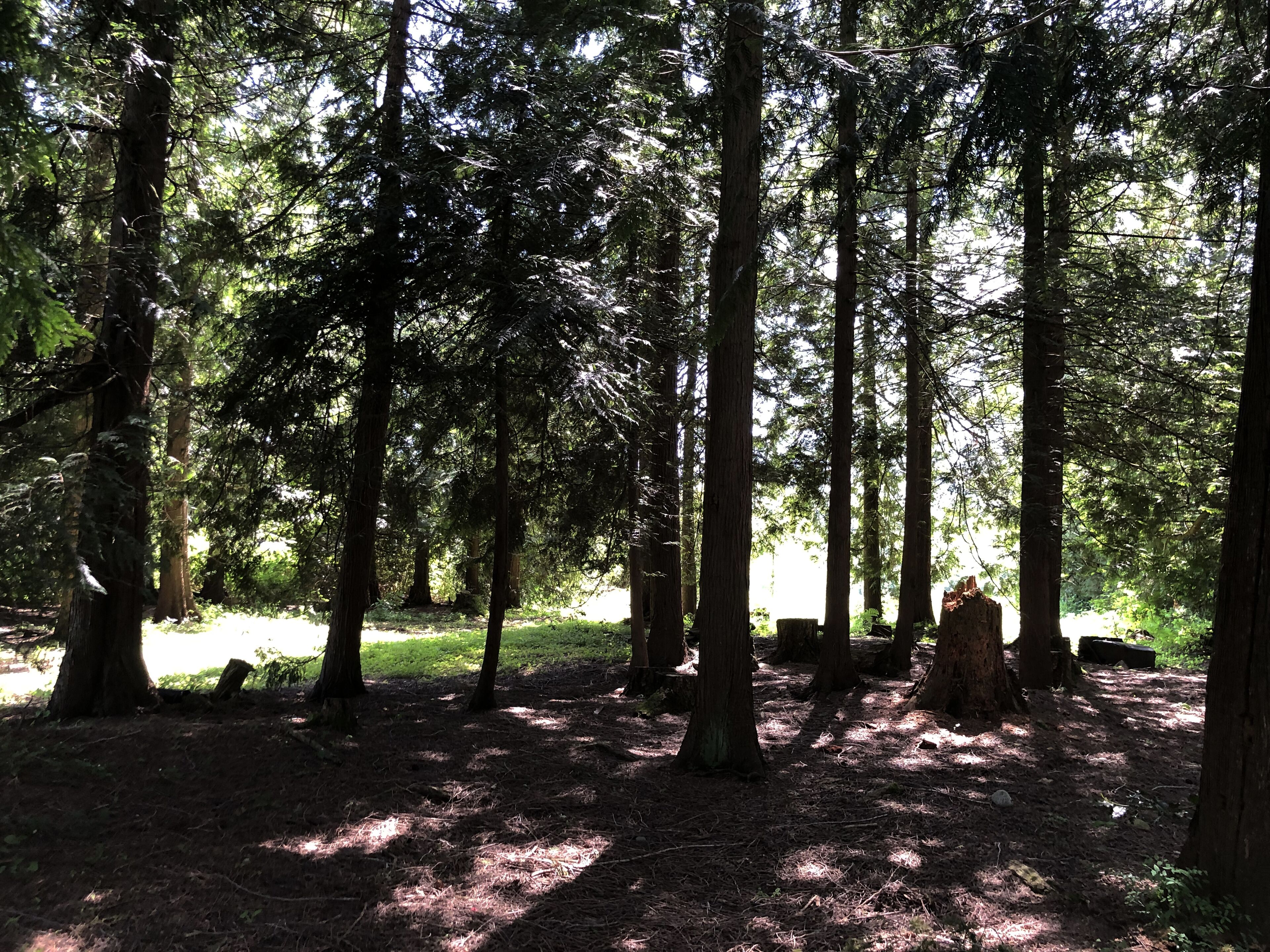 A forested area with tall trees and a dirt ground.