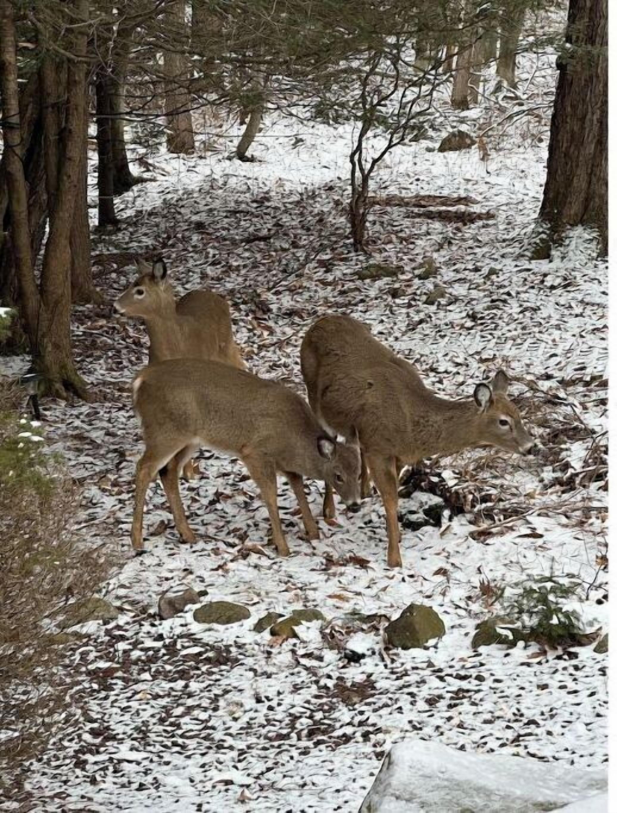 Tres ciervos en un bosque nevado con árboles y rocas.