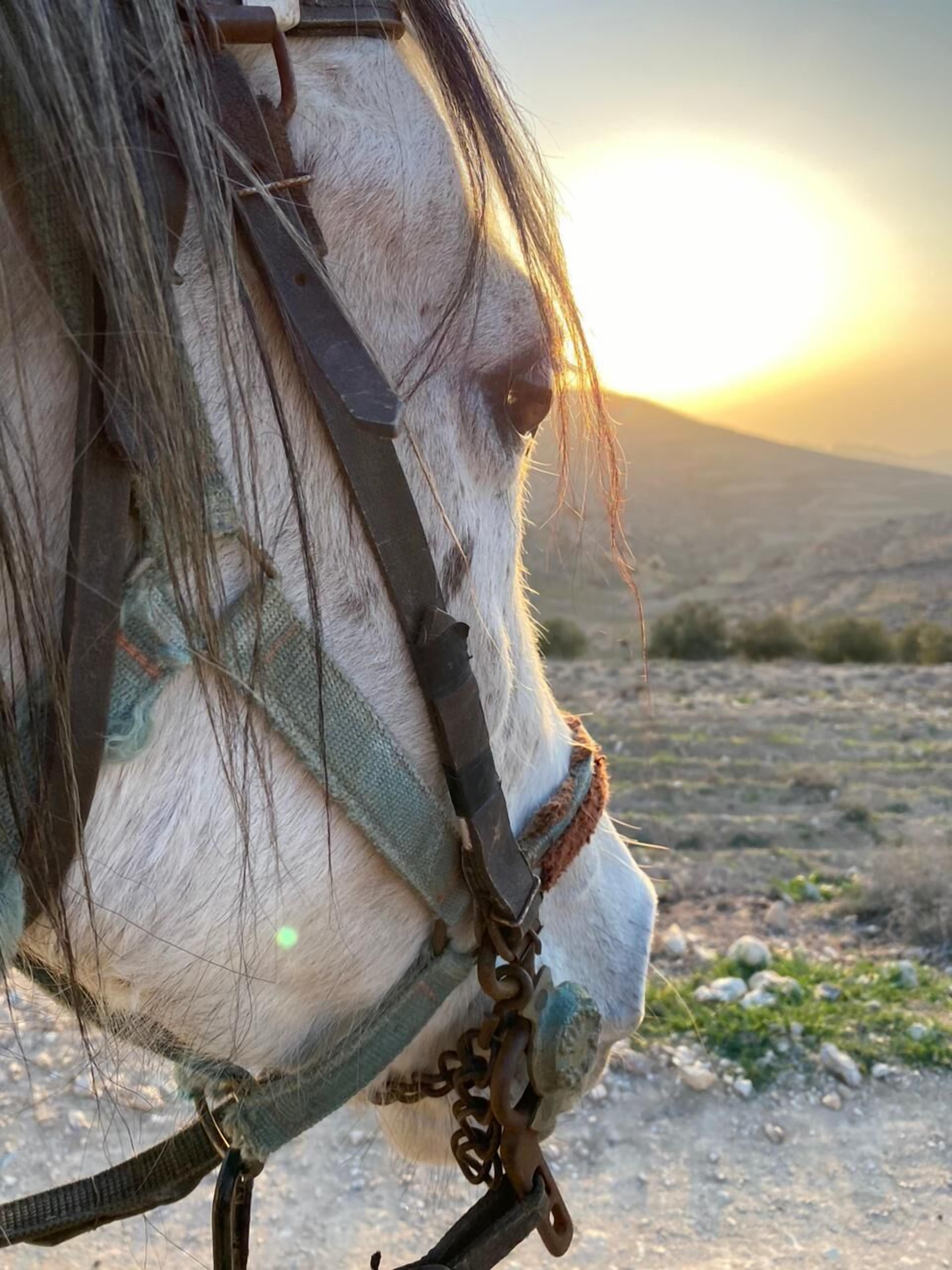 Foto - Twilight Hotel Petra