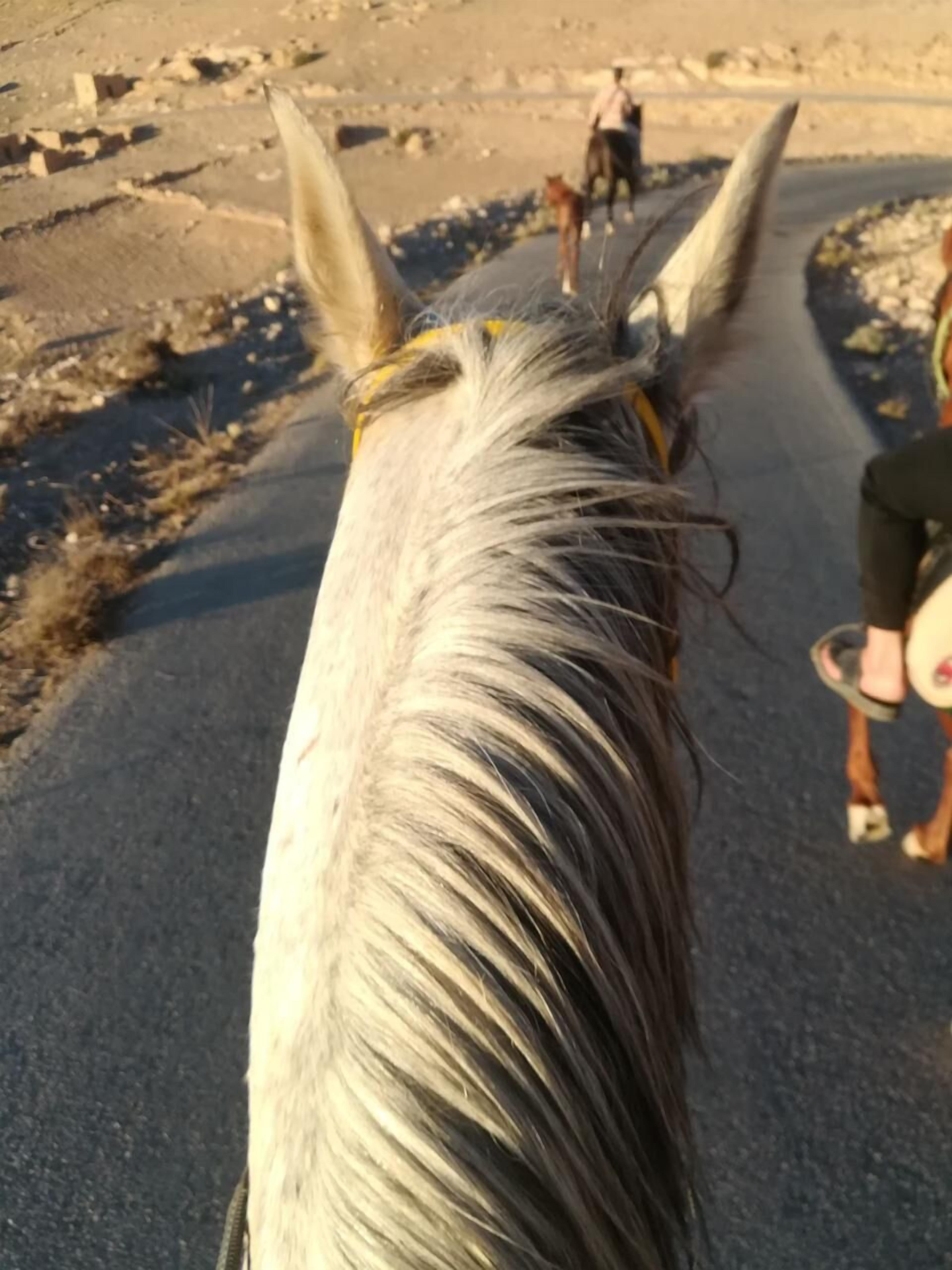 Foto - Twilight Hotel Petra