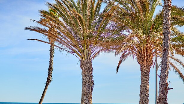 Three palm trees with a beach and ocean in the background. - Patacona Sunrise Duplex I. Wifi + parking + pool + paddle (Alboraya)