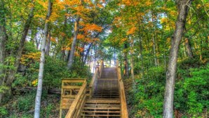 Un escalier en bois mène à une zone boisée, parsemée d’arbres et de verdure.