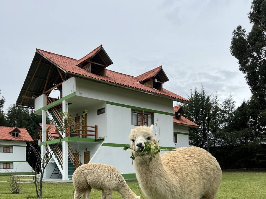 A white building with green trim and a red roof, surrounded by a grassy area with two alpacas grazing.