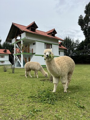 Exterior - RESORT ALAPA (San Jerónimo de Tunán)