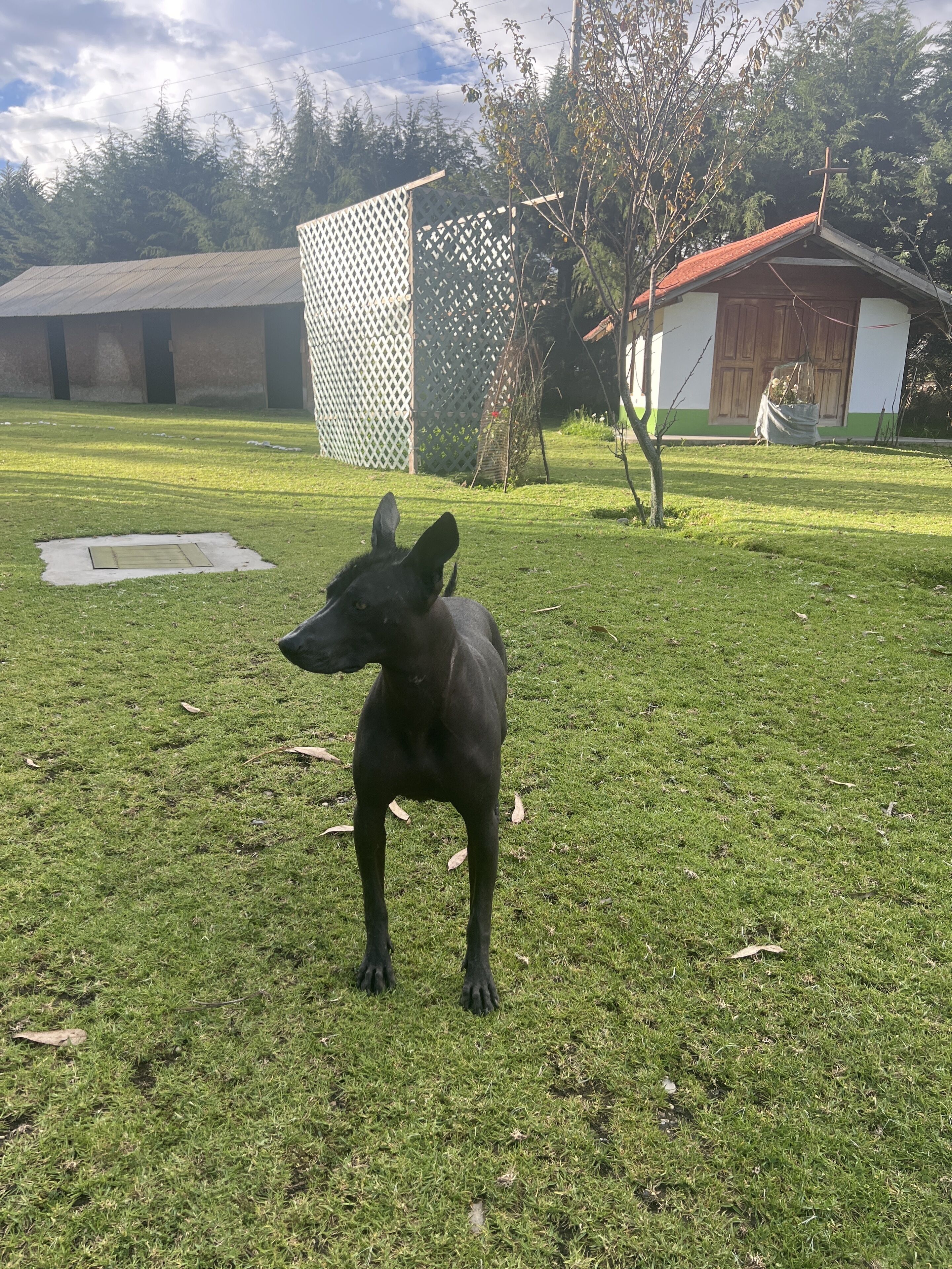 Un perro negro parado sobre un césped con un edificio y árboles al fondo.