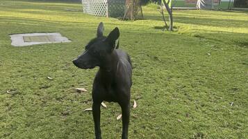 Un perro negro parado sobre un césped con un edificio y árboles al fondo.