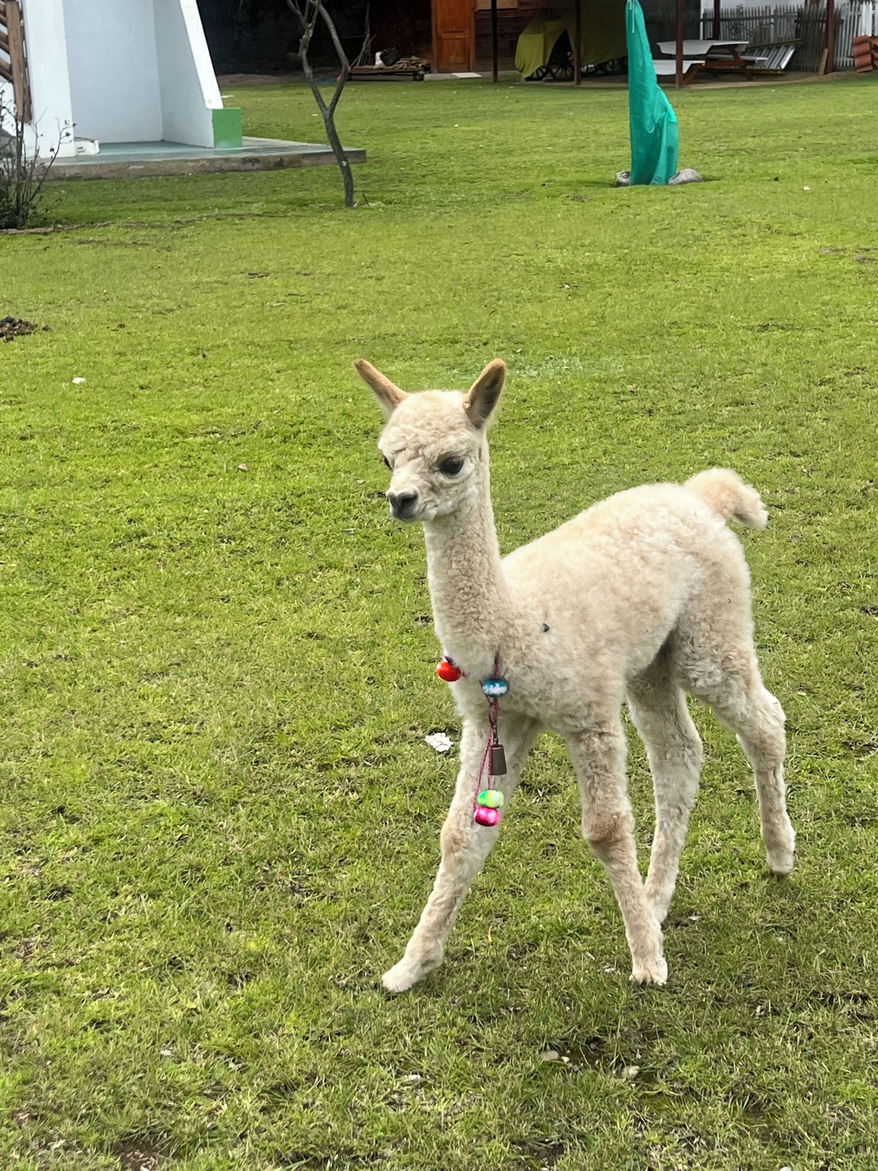 Una llama pequeña de pelaje claro con cascabeles coloridos en las patas caminando sobre un césped.