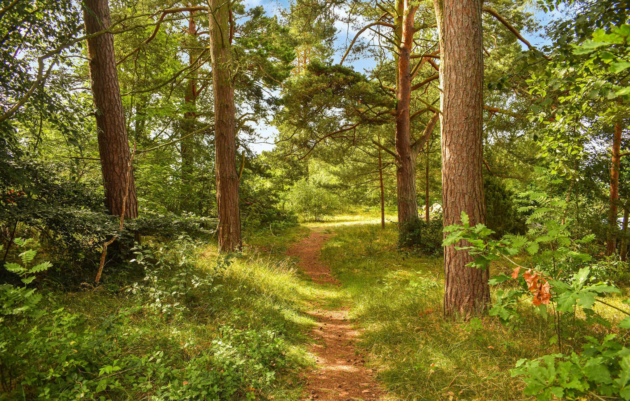Ein Waldweg, umgeben von hoch aufragenden Bäumen und dichtem Grün.