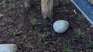 Un bâtiment en bois avec une porte et des fenêtres, une terrasse agrémentée de plantes et, au fond, une zone herbeuse.