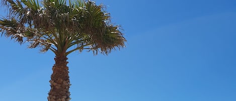 Zona junto a la piscina con una palmera, sillones de descanso y vista al océano.