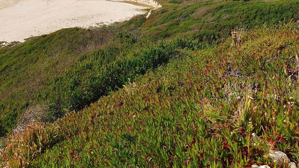 Paisagem costeira com uma praia arenosa, colinas verdes e um céu azul límpido.