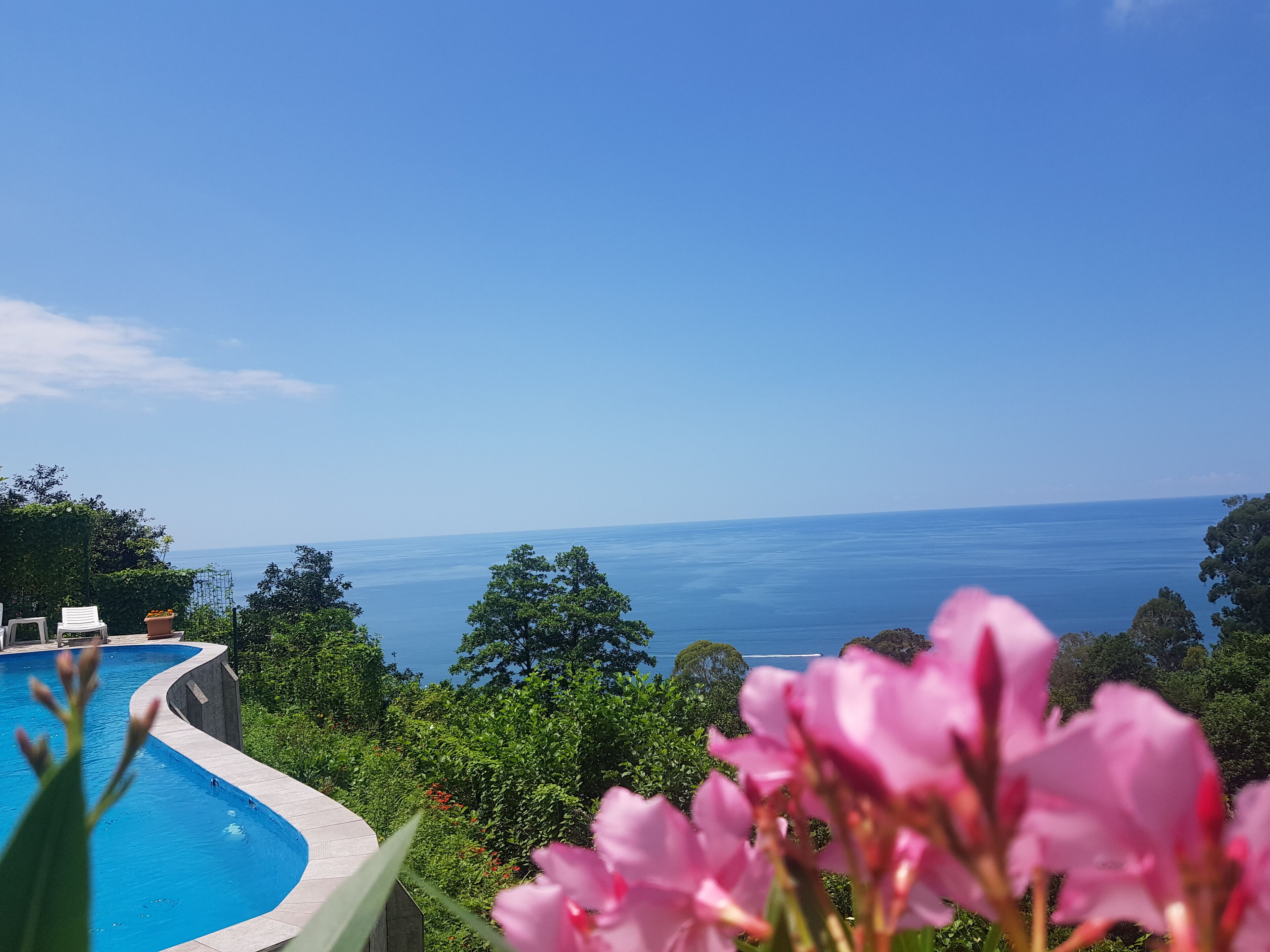 A pool with a curved edge, surrounded by lush greenery and overlooking a clear blue sea.