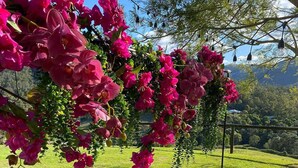 A wooden picnic table set outdoors with a variety of food and drinks, surrounded by lush greenery and pink flowers. - Beautiful Farmhouse in Laceys Creek (Laceys Creek)