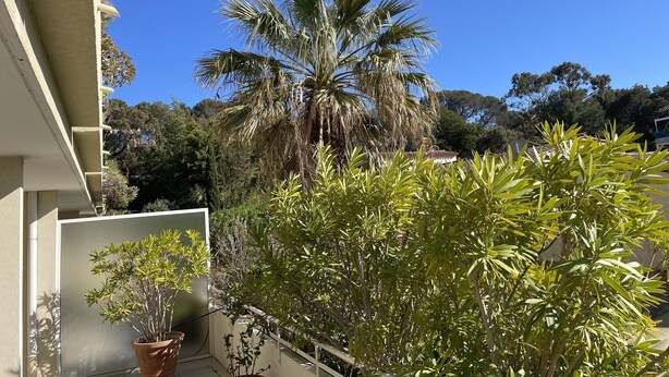 Un balcon agrémenté de plantes en pot, d’un palmier et offrant une vue sur une colline boisée.