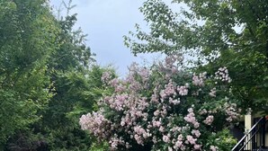 Un trottoir bordé d’un chat, d’une végétation luxuriante et d’arbres en fleurs.