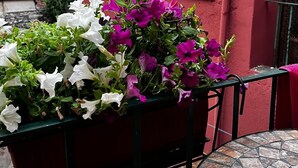 A balcony with a potted plant of white and purple flowers, a round table, and a red building in the background. - Old town Villa Rustico vacation home 600 meters to the SEE CASA LINDNER 14Guest (Maderno)