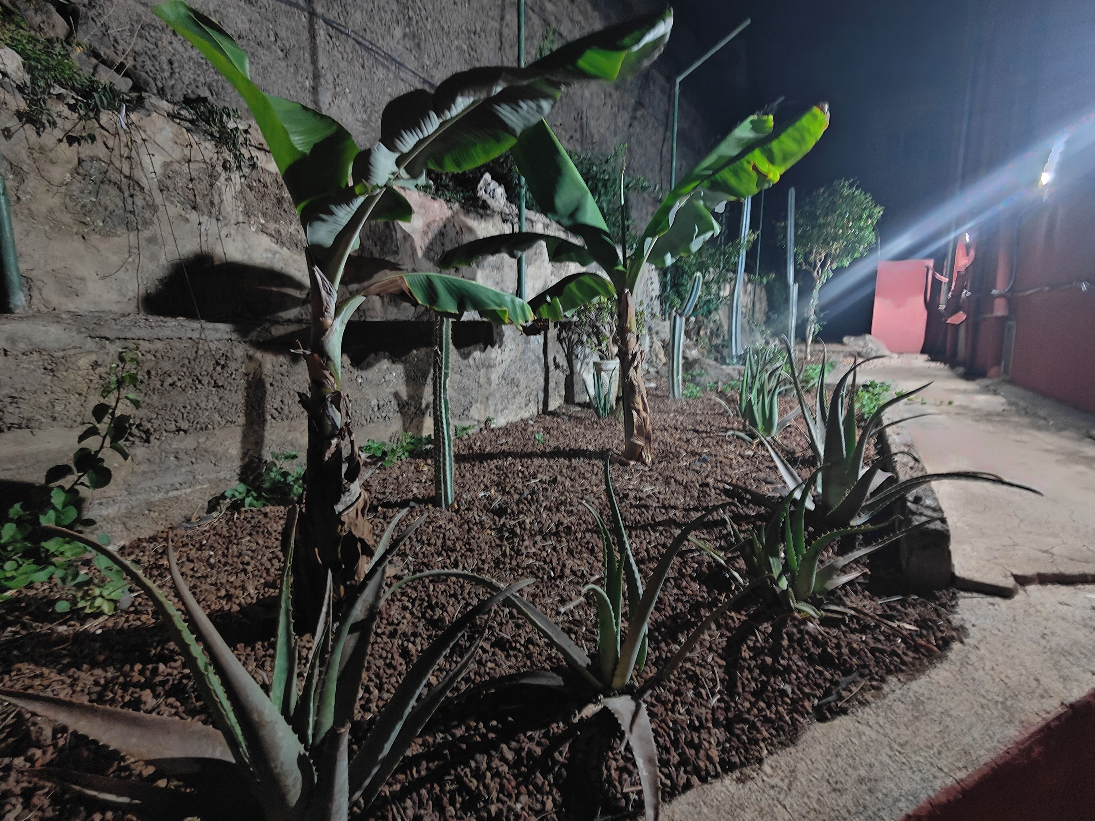 A nighttime view of a garden area with various plants and a stone wall.