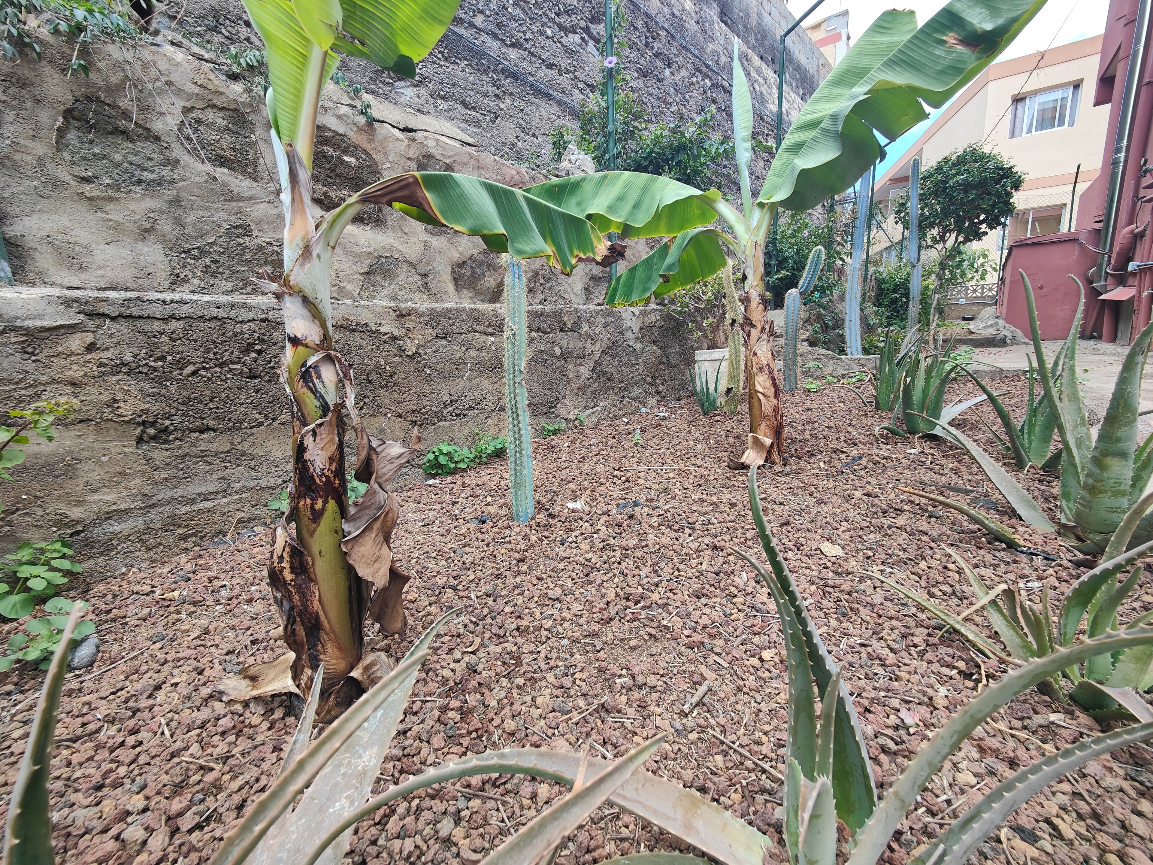 Un jardín con palmeras de plátano y cactus, rodeado por un muro rocoso y un edificio al fondo.