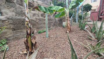 Um jardim com bananeiras e cactos, cercado por um muro de pedra e um edifício ao fundo.