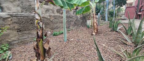Un jardín con palmeras de plátano y cactus, rodeado por un muro rocoso y un edificio al fondo.