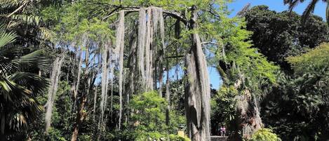 Un árbol con musgo colgante, rodeado de diversa vegetación y un sendero pavimentado.