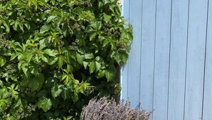 A large woven basket filled with lavender plants placed on a tiled patio next to a blue wooden fence and a green bush. -  Bastide 1830, Domaine de la Bastidonne 4* Superb view of le Luberon Heated Pool (Céreste)