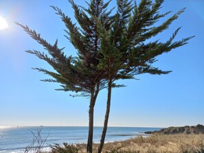 A coastal landscape with a clear sky, a tree, and the ocean.