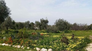 Un jardín con diversas plantas y flores, un camino de grava y árboles al fondo.