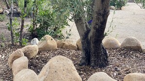 Un ulivo con tronco robusto e chioma folta, circondato da un vialetto sterrato e da grandi massi.