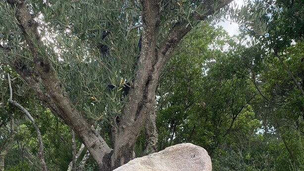 Formazione rocciosa naturale con un grosso masso e pietre più piccole, immersa nel verde e alberi.