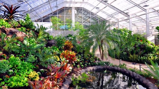 Un invernadero con diversas plantas y un pequeño estanque.