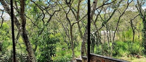 Cottage | Enceinte de lâhĂ©bergement