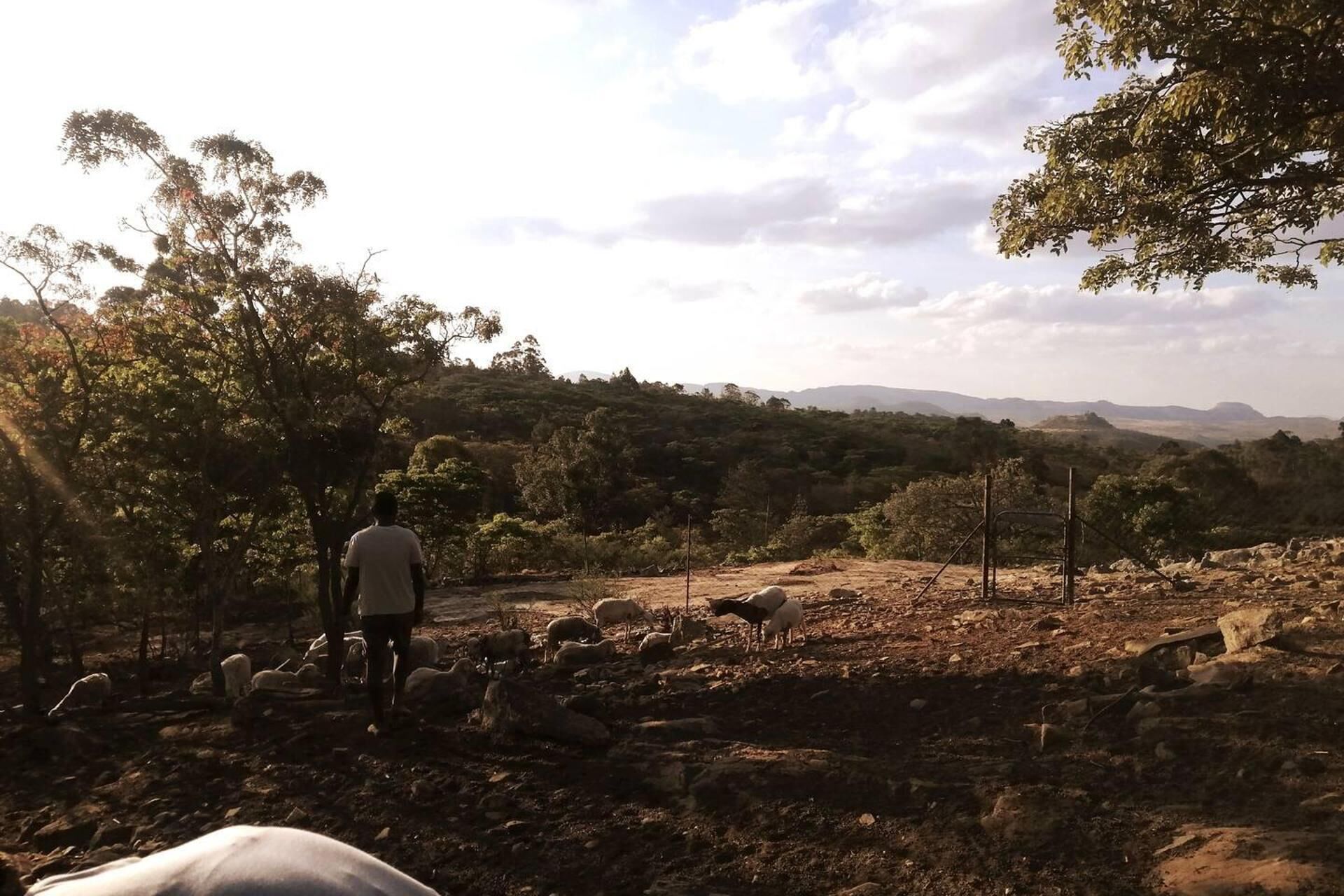 Une personne se tient au milieu des rochers et des arbres, avec un troupeau de moutons en arrière-plan.