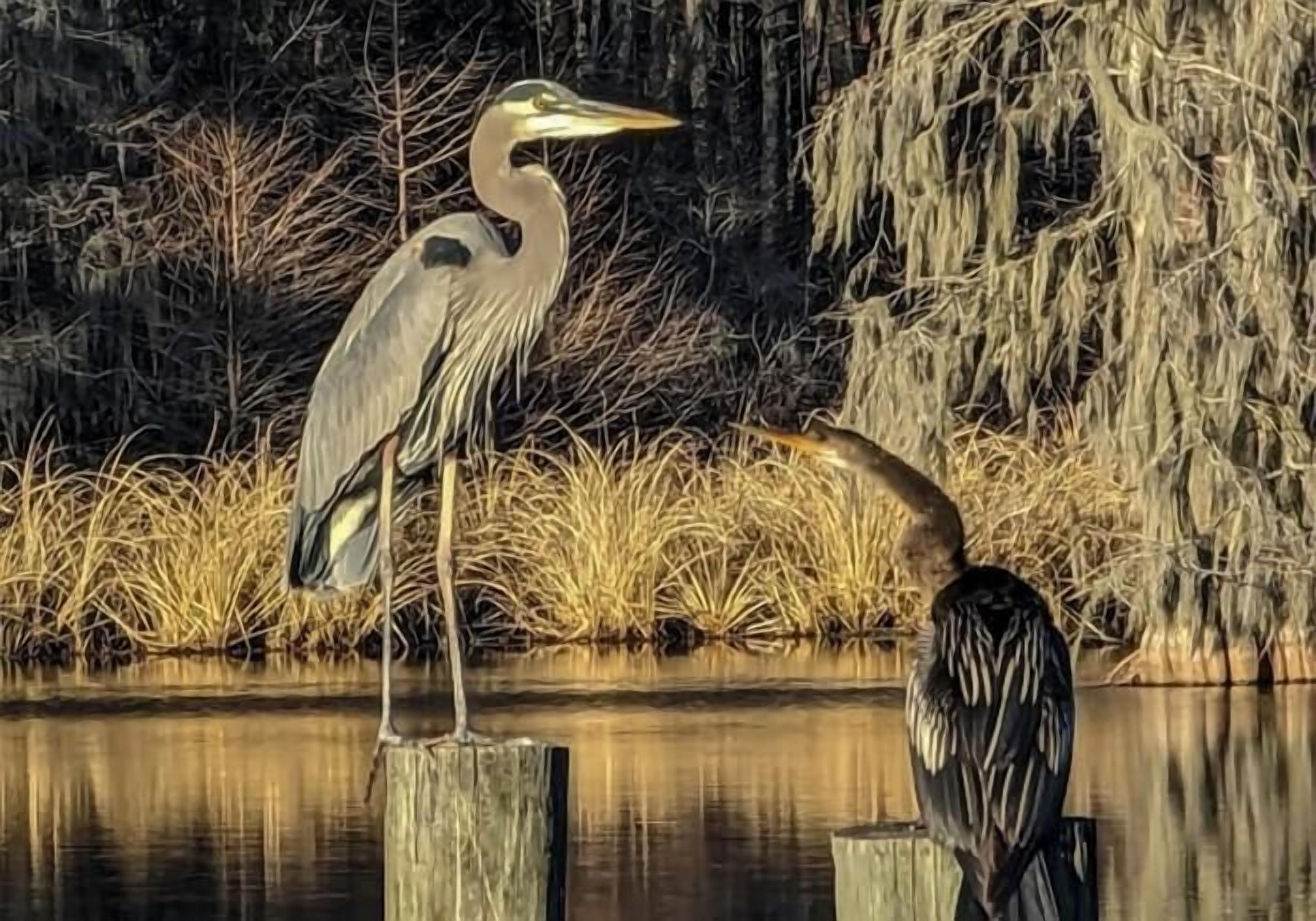 Dos aves, una posada en un poste de madera y otra en el suelo, cerca de una masa de agua con ramas que se extienden.