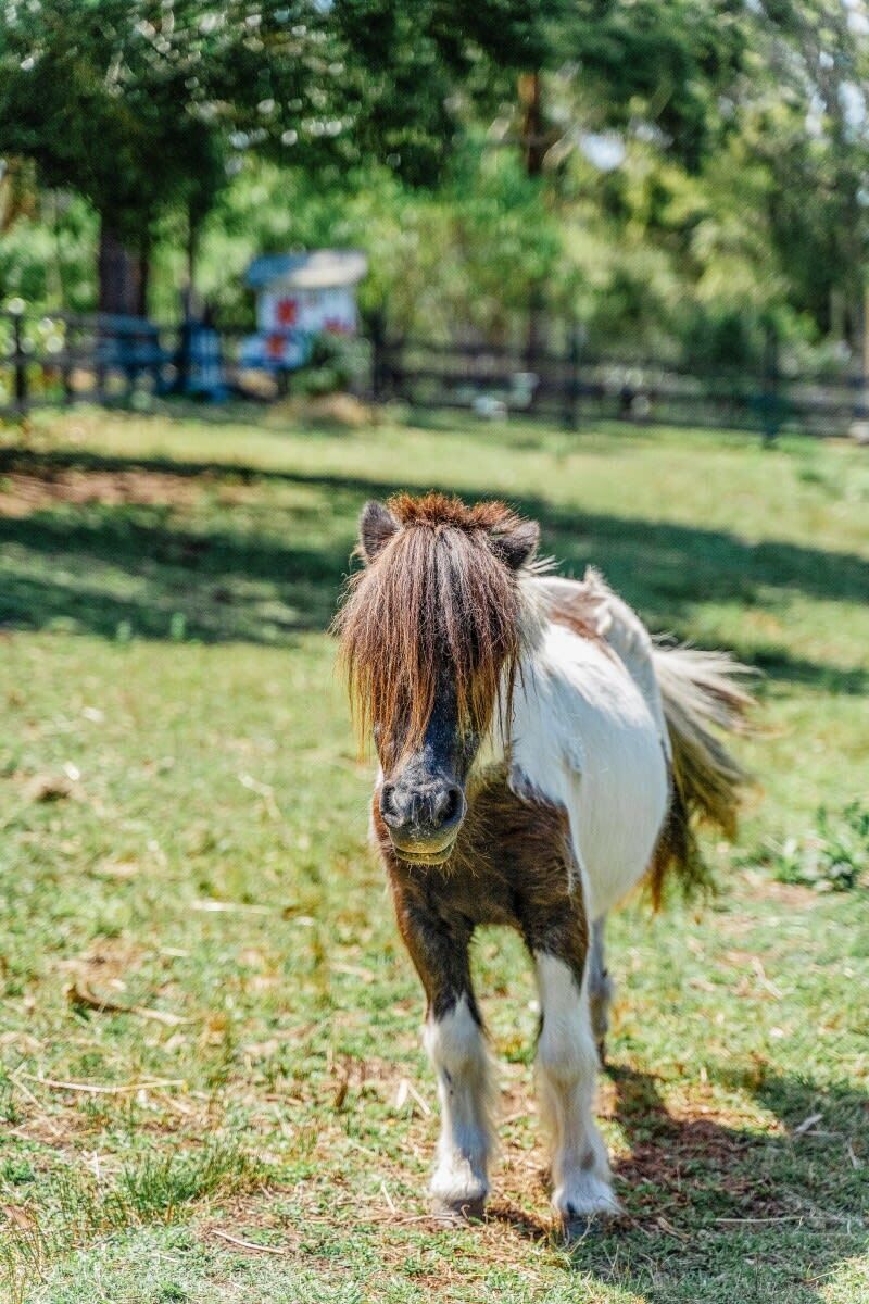 Ein kleines Pony mit braun-weißem Fell steht auf einer Wiese.