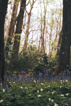 En skov med høje træer og et jorde dækket af blå og hvide blomster.