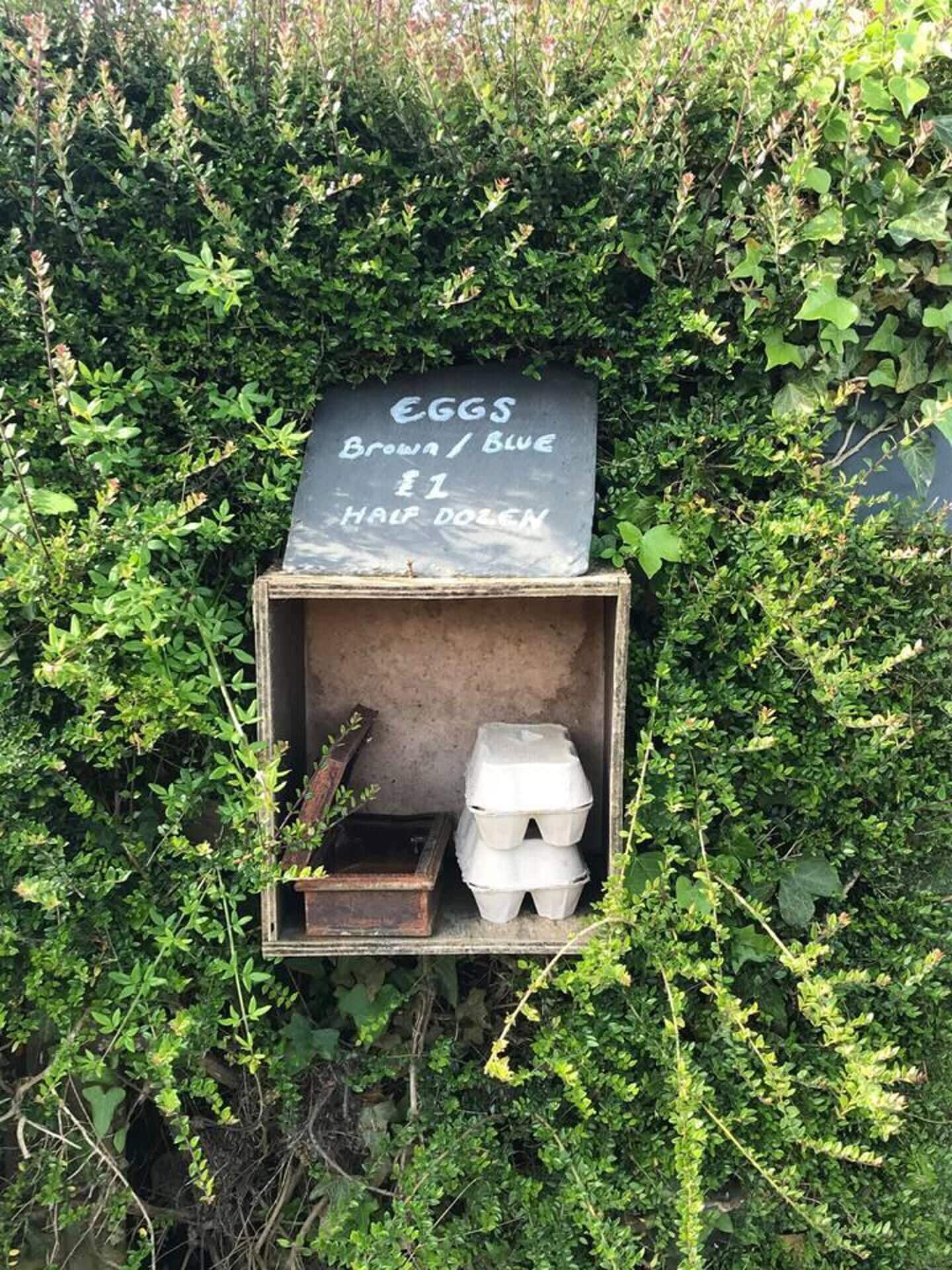 Une boîte en bois rustique, surmontée d’un panneau noir où est écrit en craie « œufs à vendre », le tout entouré d’une végétation luxuriante.