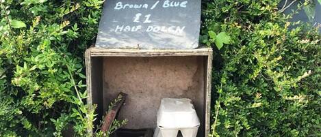 Une boîte en bois rustique, surmontée d’un panneau noir où est écrit en craie « œufs à vendre », le tout entouré d’une végétation luxuriante.