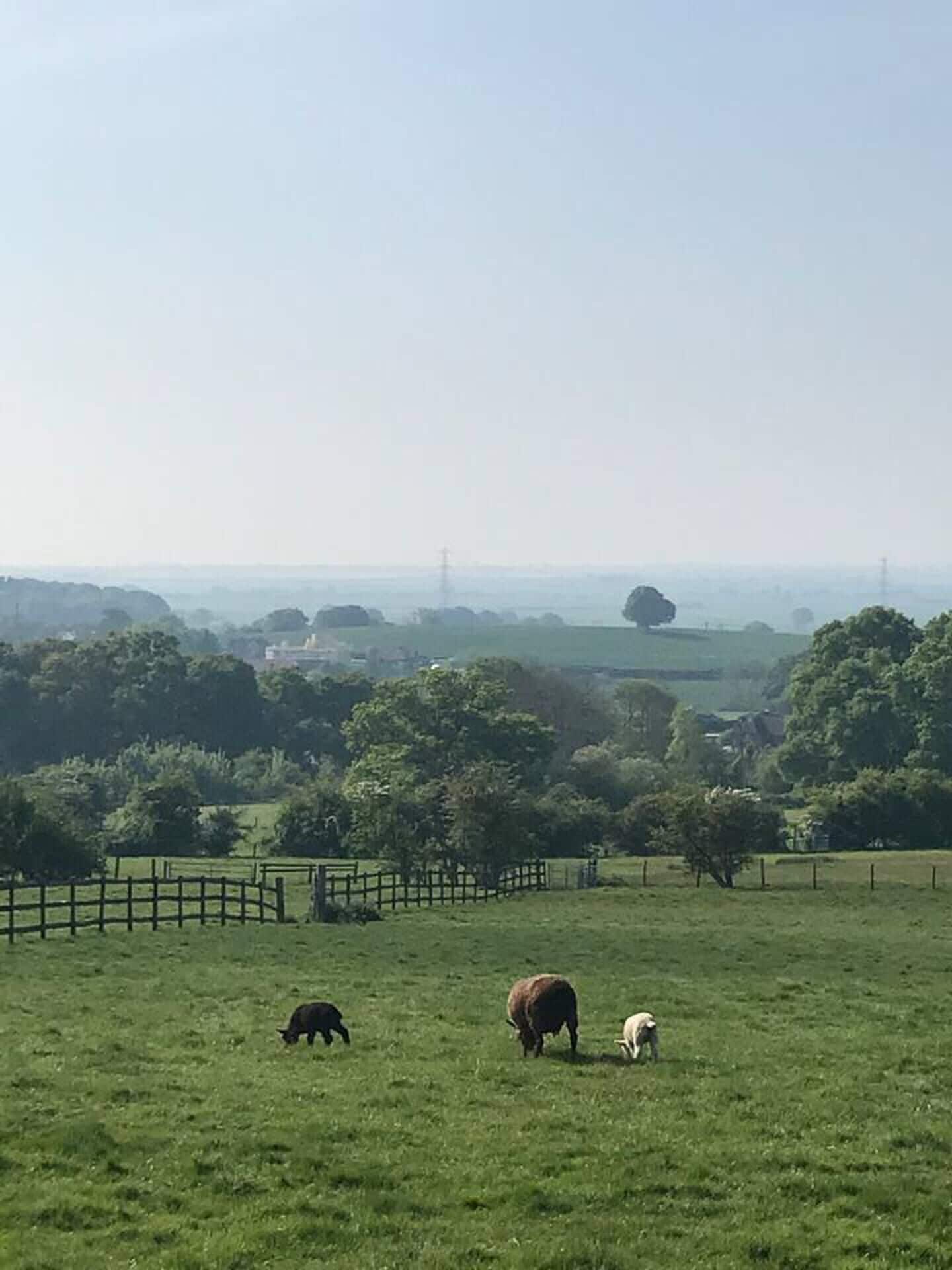Paisagem rural com animais pastando e linhas de energia visíveis ao longe.