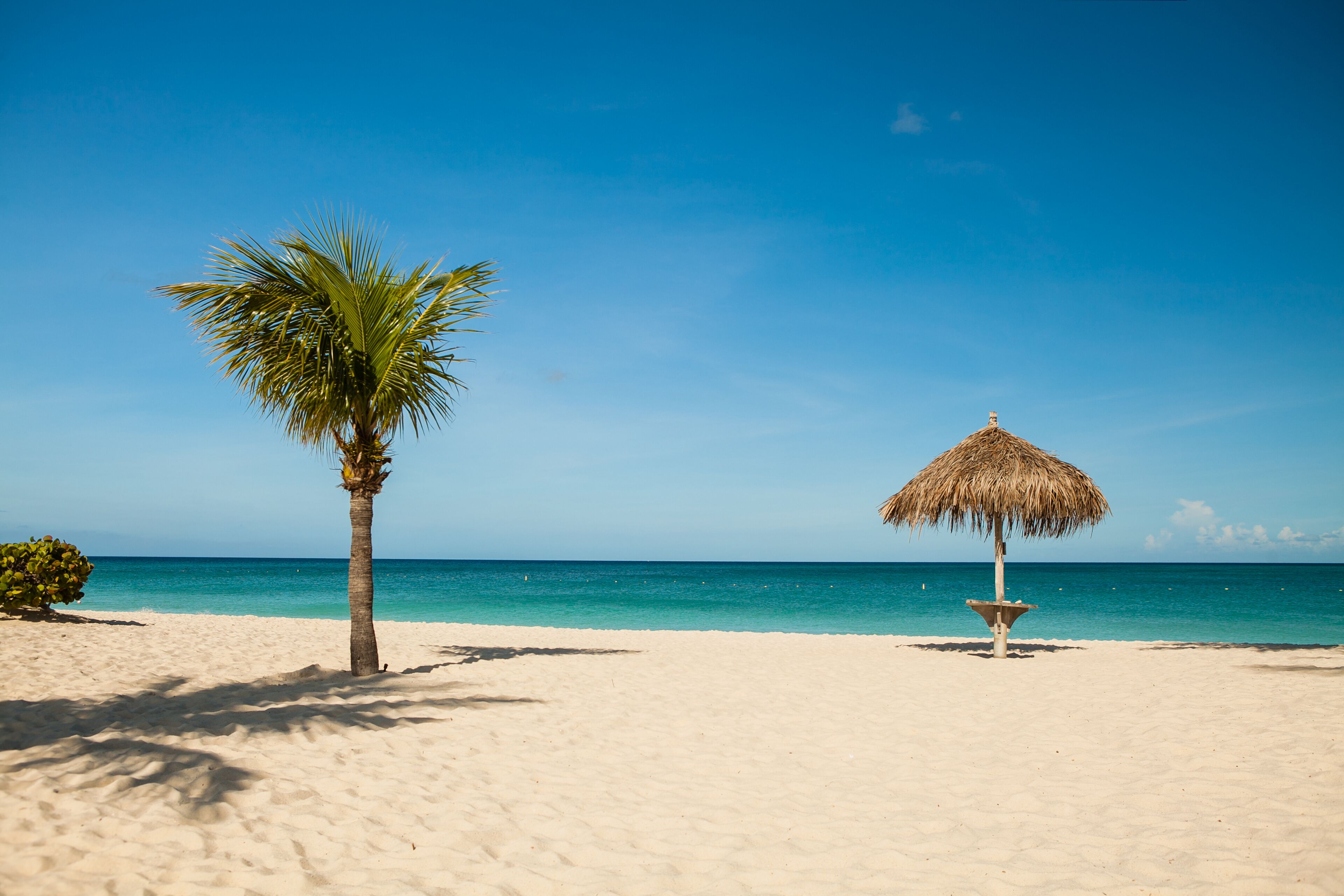 Ein Strand mit einer Palme und einem Reetdachschirm.