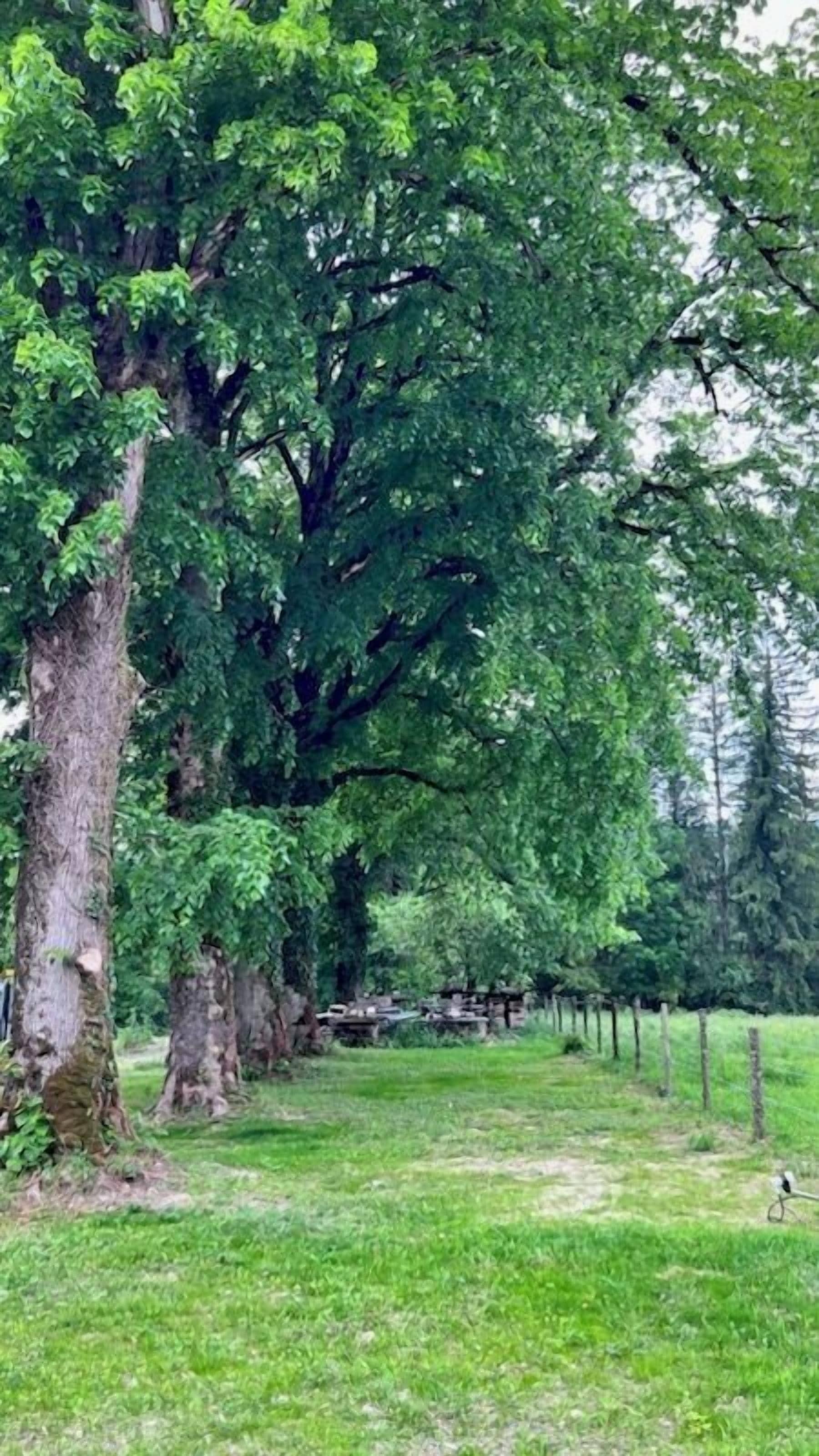 Un albero imponente con un tronco robusto e un fitto fogliame, immerso in un prato.