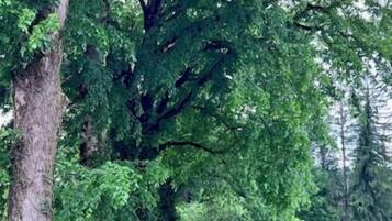 Un albero imponente con un tronco robusto e un fitto fogliame, immerso in un prato.