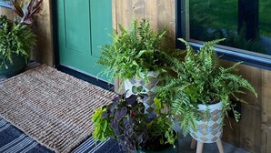 Une façade en bois avec une porte verte, le numéro « 290B » peint sur le mur, et des plantes en pot devant l’entrée.