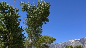 Ein Campingplatz mit Picknicktischen, einem großen Baum und Bergelandschaft im Hintergrund.