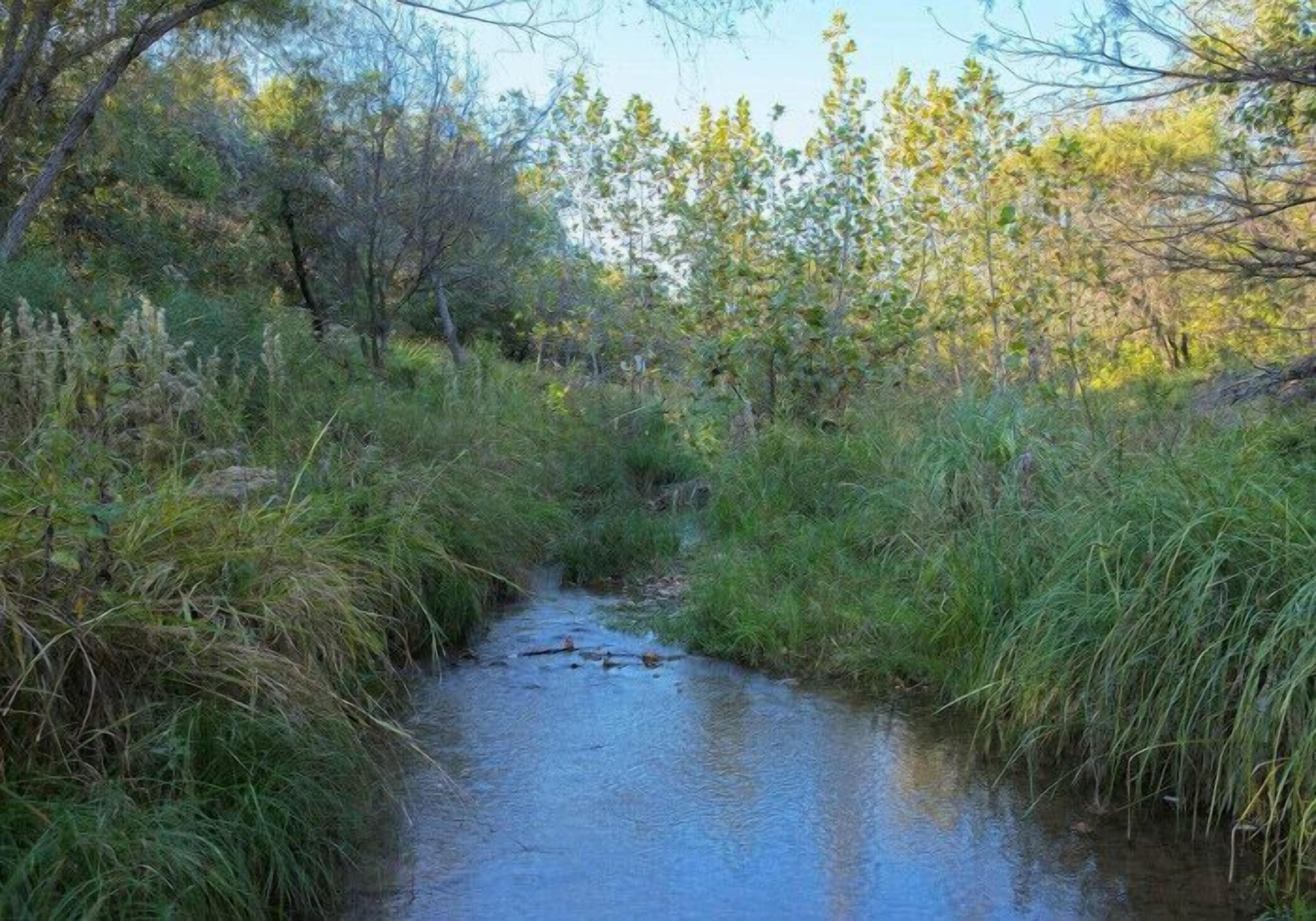 Un canal de agua estrecho rodeado de vegetación y árboles densos.